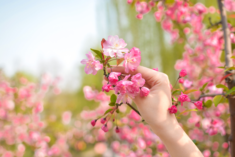 memetik bunga sakura